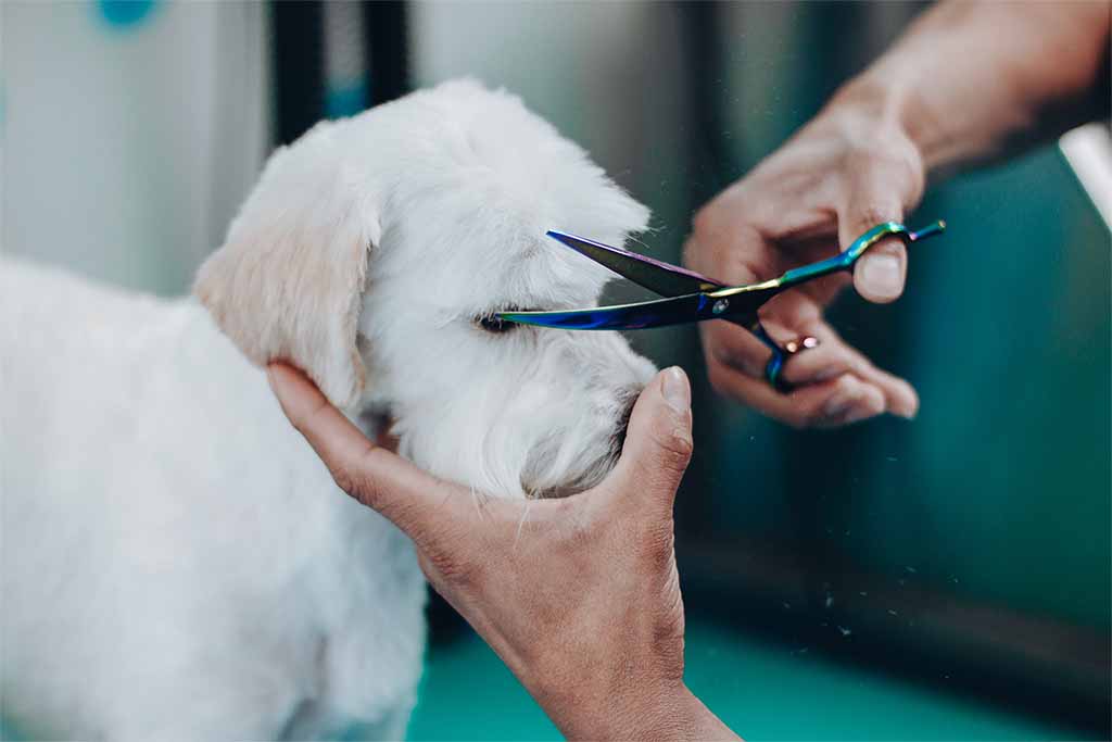 Peluquería Canina Bon Amie