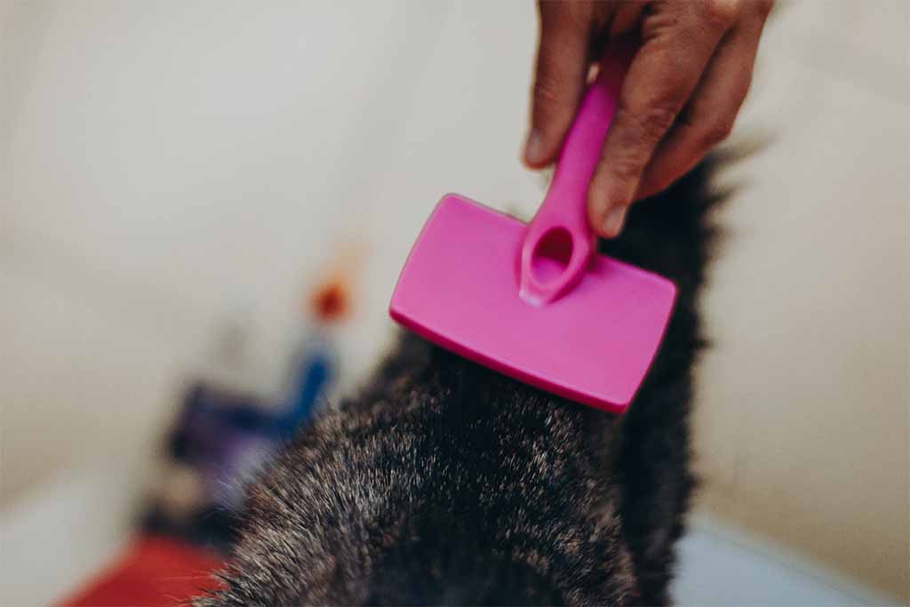 Peluquería Felina Bon Amie
