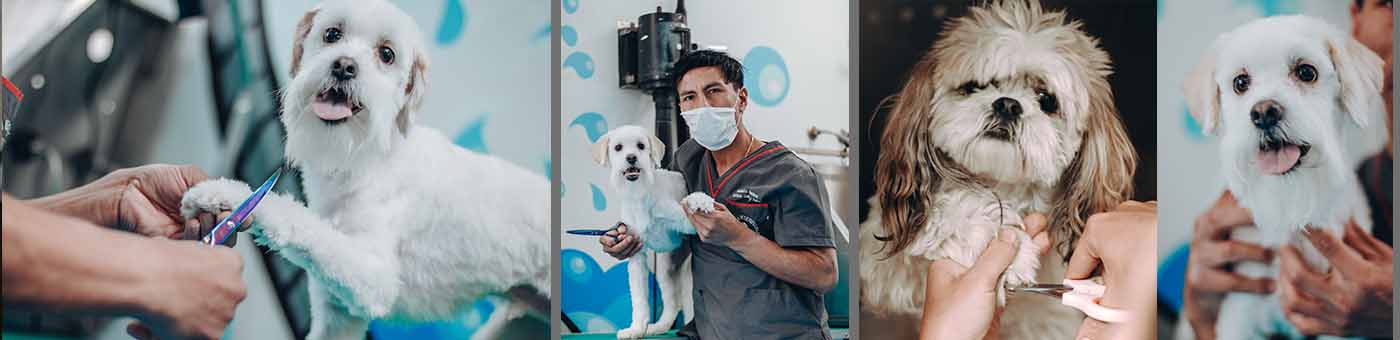 Peluquería Canina y Felina Clínica Veterinaria Bon Amie