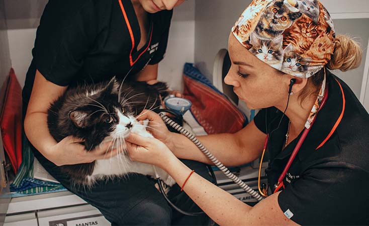 Urgencias 24 horas Clínica Veterinaria Bon Amie