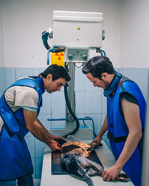 Imagenología Clínica Veterinaria Bon Amie