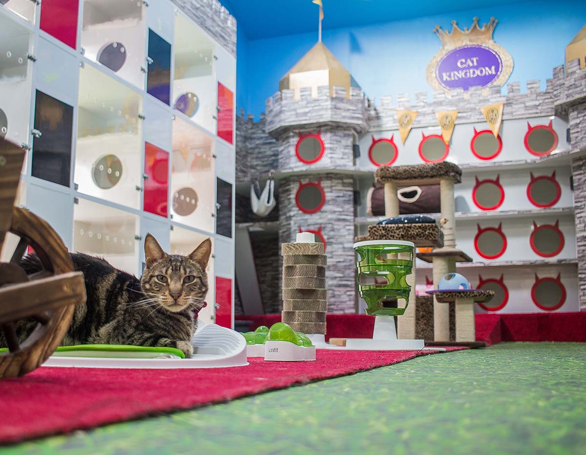 Hotel Felino Clínica Veterinaria Bon Amie