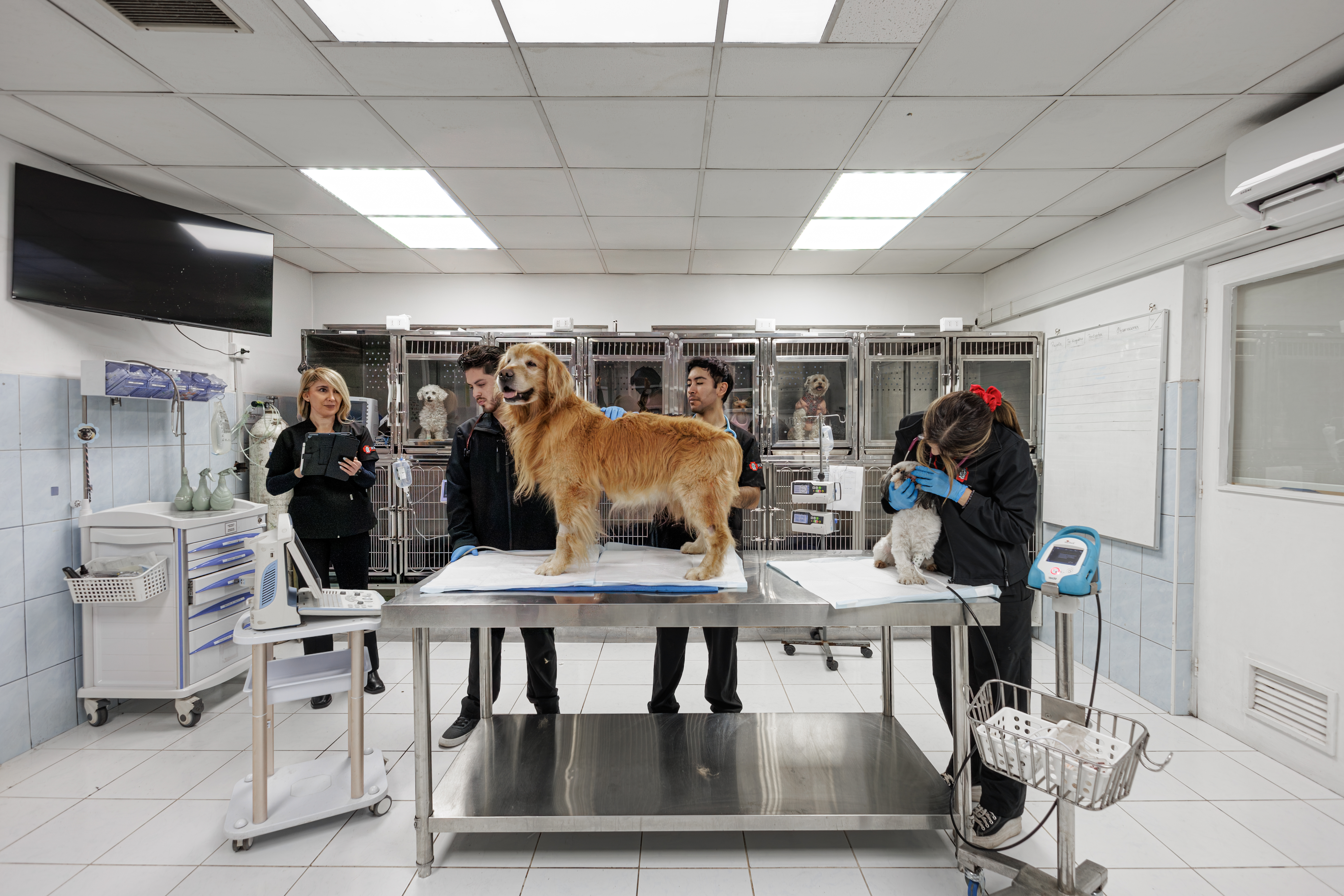 Hospitalización Clínica Veterinaria Bon Amie