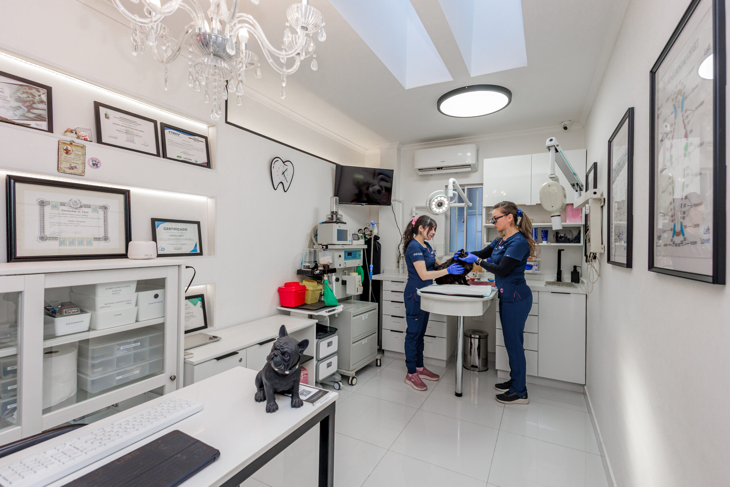 Cirugía veterinaria avanzada Bon Amie