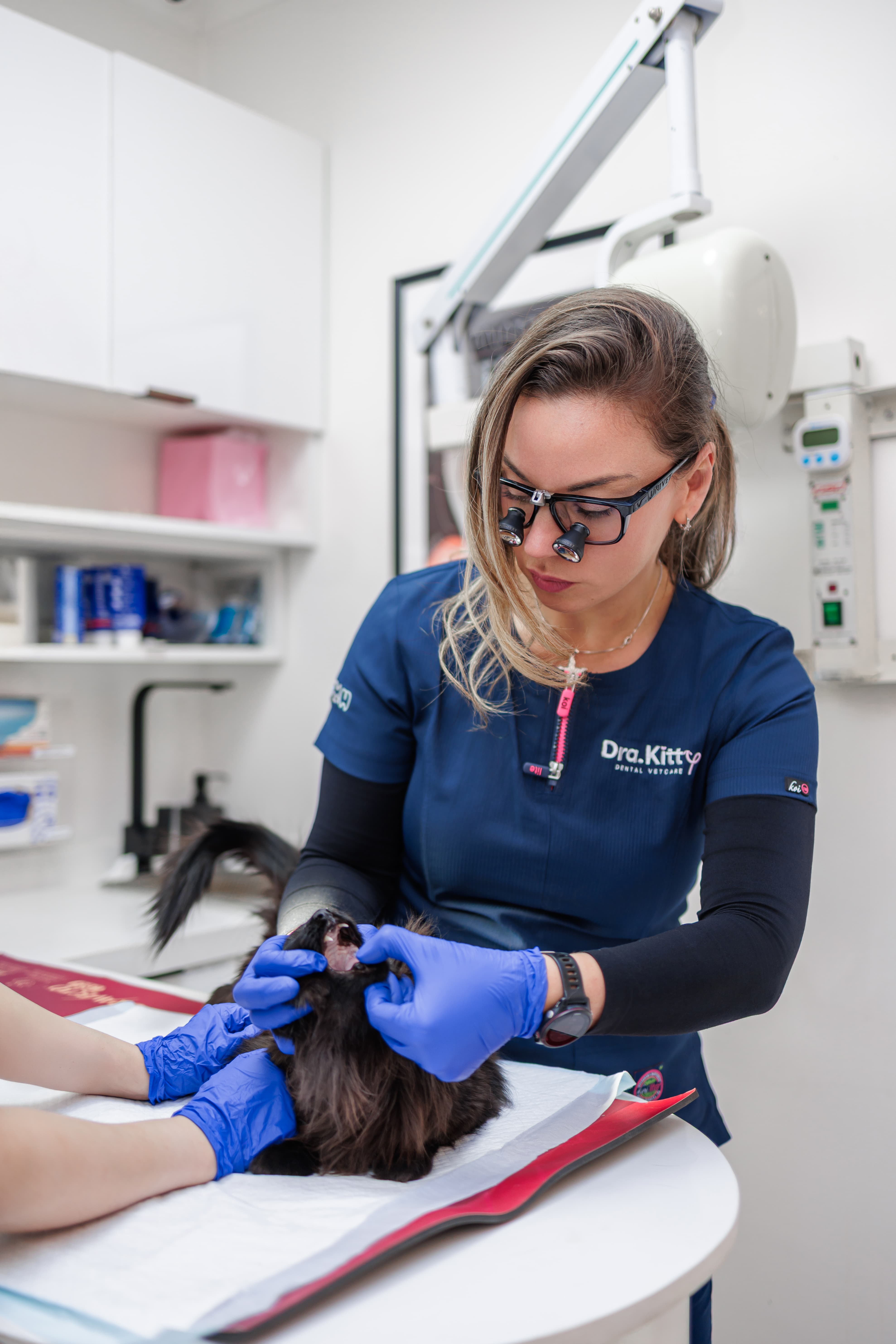 Dra. Kitty — Odontología veterinaria 2